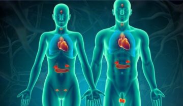 Impactul stresului asupra sistemului endocrin: cum stresul afecteaza hormonii si sanatatea